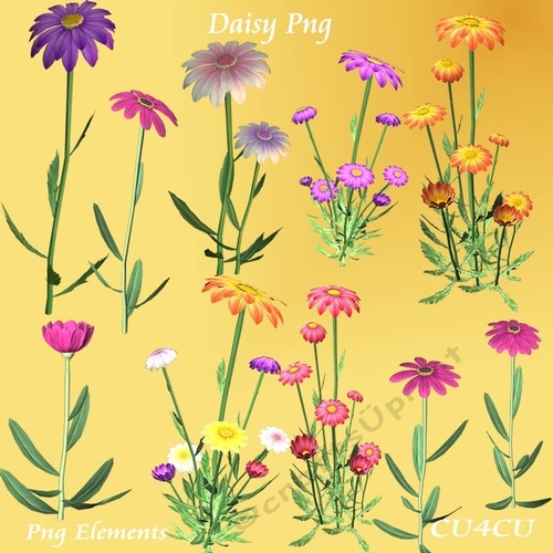 Daisy