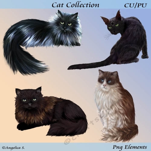 Cat Collection