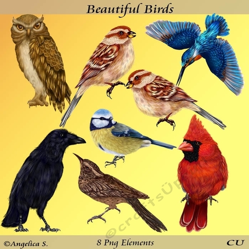Beautiful Birds
