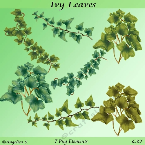Ivy Leaves