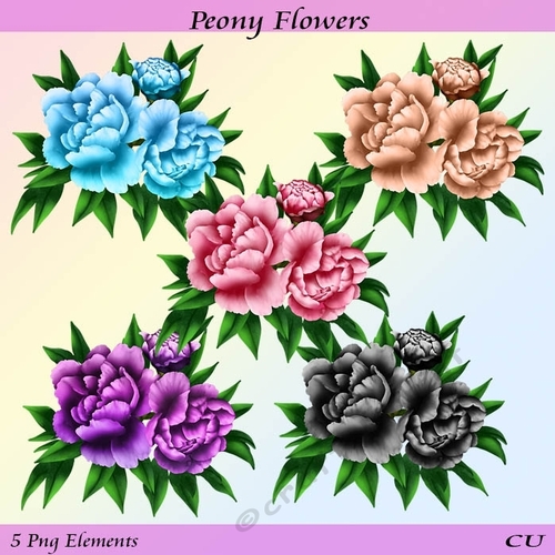 Peony Flowers