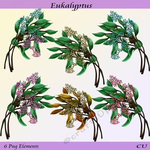 Eukalyptus Png