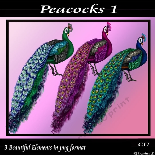 Peacocks 1 Png