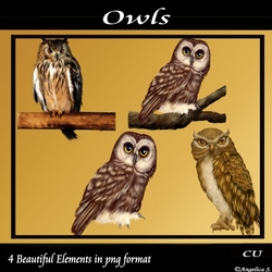 Owls Png