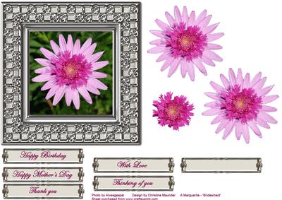 A Marguerite - 'bridesmaid' Flower