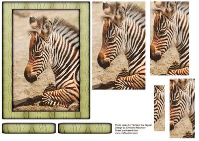 Young Wild Animal Series - Zebra Foal