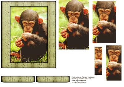Young Wild Animal Series - Baby Chimpanzee