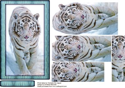 Wild Animal Series - White Tiger