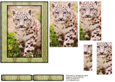 Young Wild Animal Series - Snow Leapord Cub