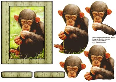 Young Wild Animals - Baby Chimpanzee - Decoupage