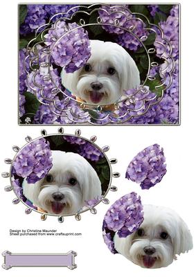 Maltese Hiding in the Flowers