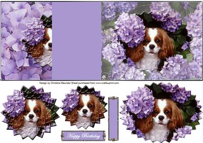 King Charles Cavalier No Hole Fold Back