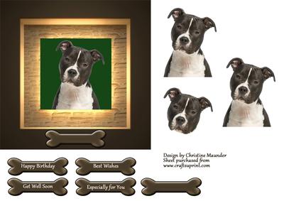 Adorable Staffie Portrait