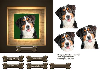 Berner Sennen Puppy Portrait