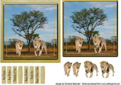 Lion Safari