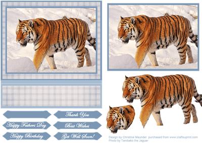 Siberian Tiger in the Snow