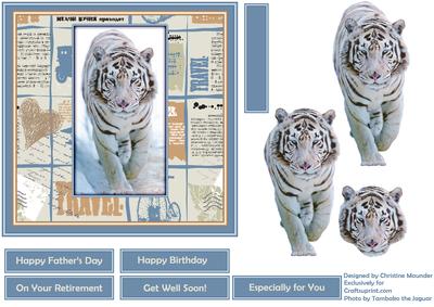 See the World - White Tiger