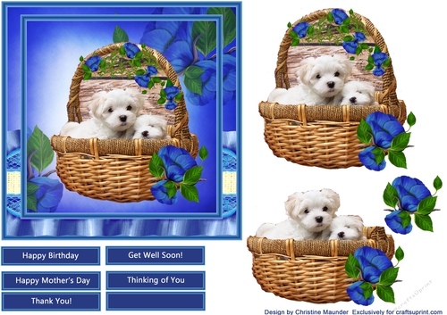 Beautiful Maltese Pups