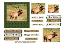 Mountain Elk 1