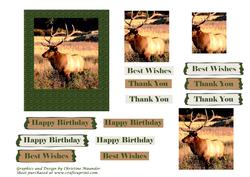 Mountain Elk 2
