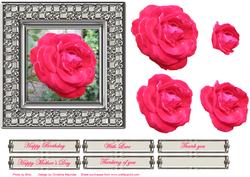 Single Pink/red Rose