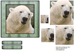 Bear Series - Polar Bear
