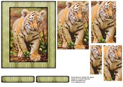 Young Wild Animal Series - Tiger Cub