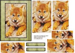 Young Wild Animal Series - Wolf Pup