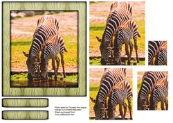 Wild Animals Series - Zebra - Mum and Foal