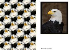 Eagle Backing Sheet