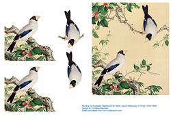Oriental Birds