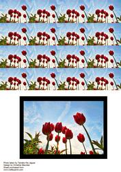 Tulips Backing Sheet