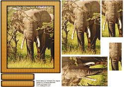 Wild Animal Series - Elephant