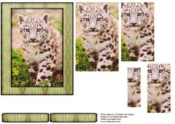 Young Wild Animal Series - Snow Leapord Cub