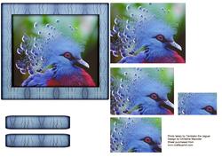 Bird Series - Victoria Crowned Pigeon