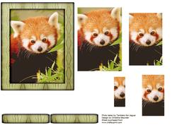Wild Animal Series - Red Panda