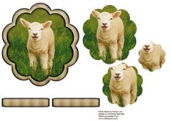 Cute Lamb