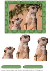 Meerkats - Hey Mum