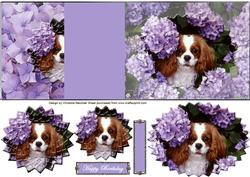 King Charles Cavalier No Hole Fold Back