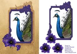 Beautiful Peacock