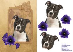 Adorable Staffie