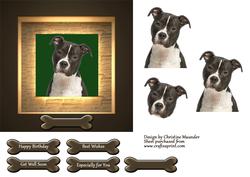 Adorable Staffie Portrait