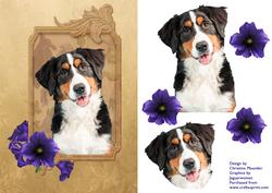 Berner Sennen Puppy