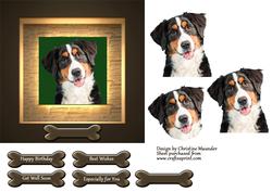 Berner Sennen Puppy Portrait