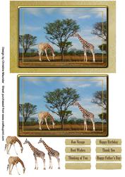 Giraffe Safari