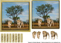 Lion Safari