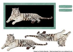 Majestic White Tiger