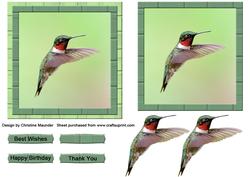 Sweet Hummingbird