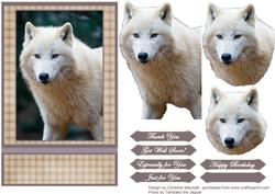 White Polar Wolf