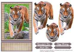 Siberian Tiger